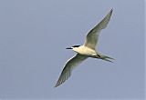 White-fronted Tern